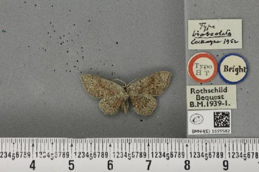 Cyclophora pendularia ab. biobsoleta Cockayne, 1952 - BMNHE_1699582_273082