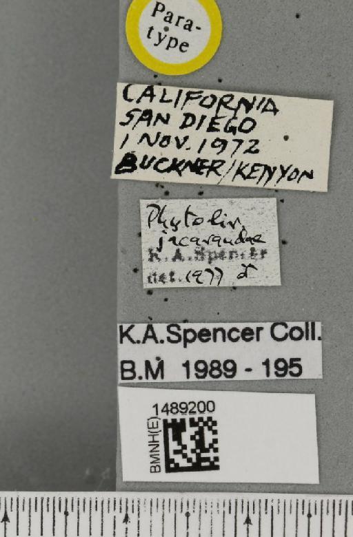 Phytoliriomyza jacarandae Spencer & Steyskal, 1978 - BMNHE_1489200_label_52724