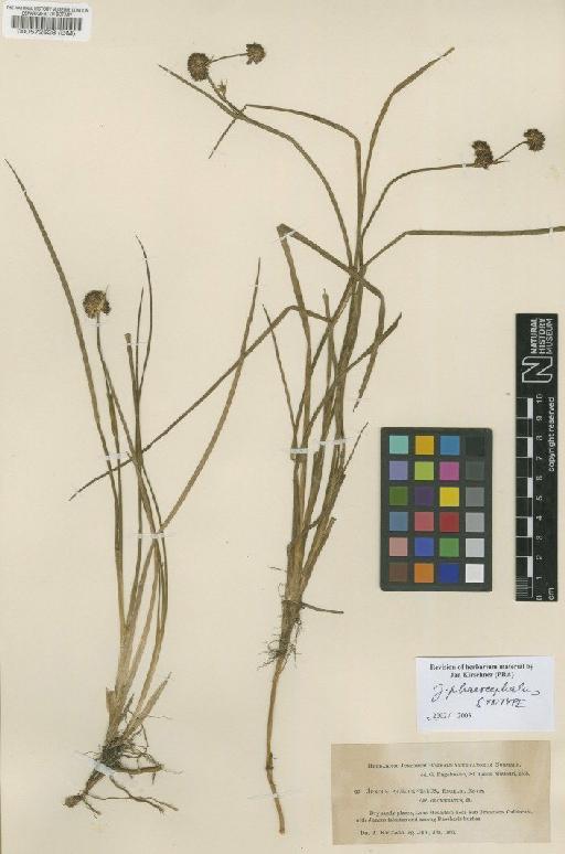 Juncus phaeocephalus Engelm. - BM000572528