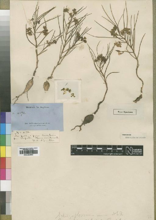 Schizoglossum welwitschii (Rendle) N.E.Br. - BM000925953