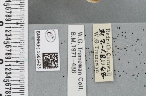Eilema lurideola (Zincken, 1817) - BMNHE_1666423_label_288049