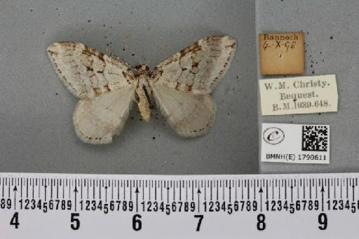 Epirrita autumnata ab. pallida Clark, 1896 - BMNHE_1790611_360842