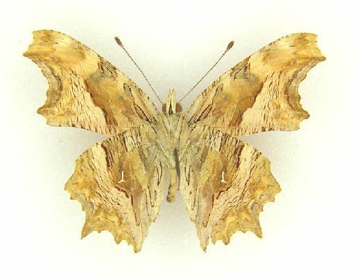 Polygonia pallida Evans - Polygonia pallida (Evans) type male underside