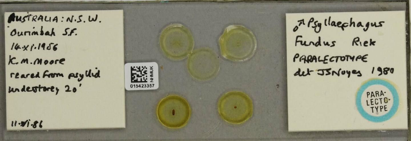 Psyllaephagus fundus