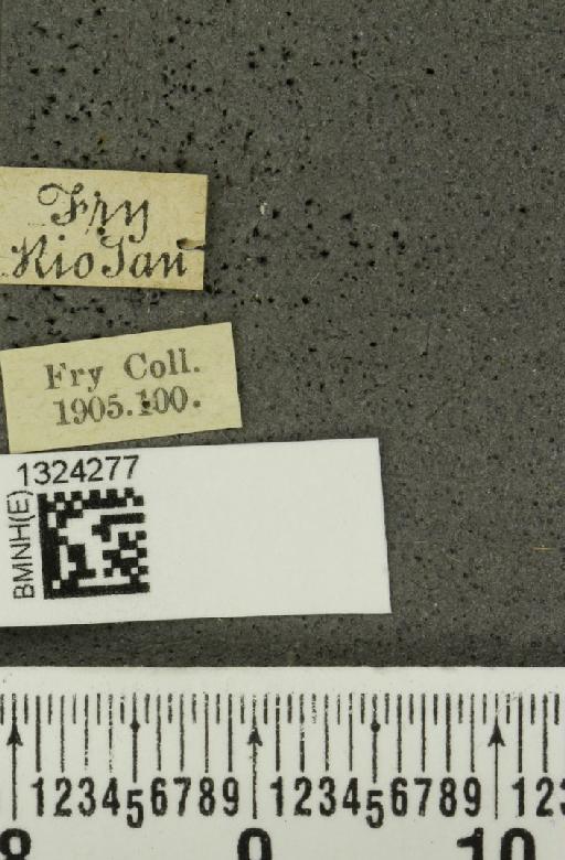 Acalymma albidovittatum (Baly, 1889) - BMNHE_1324277_label_20777