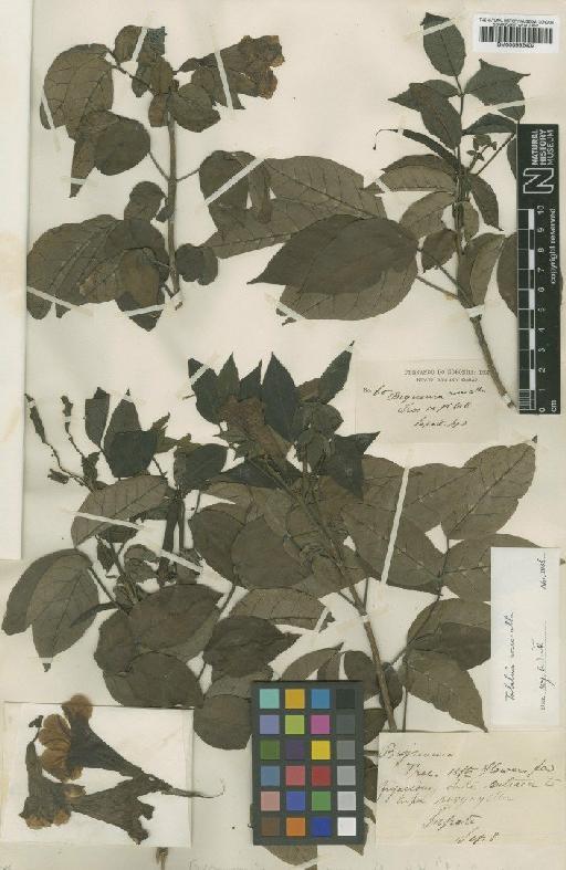 Tabebuia roseoalba (Ridl.) Sandwith - BM000992402