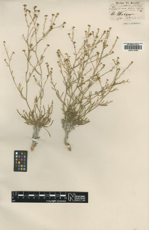 Lepidium lyratum subsp. coronopifolium Thell. - BM000750333