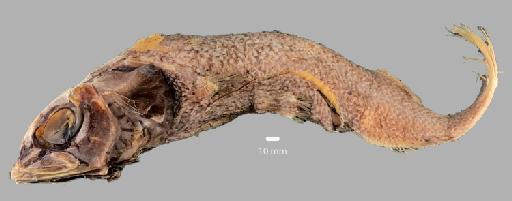 Alepocephalus australis Barnard, 1923 - BMNH 2022.5.17.27, Alepocephalus australis