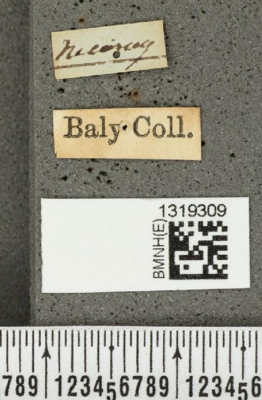 Diabrotica gratiosa Baly, 1886 - BMNHE_1319309_label_17809