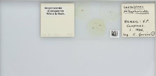Isogonoceraia divergipennis White & Hodkinson, 1980 - 013482925_117198_1146273_157792_NonType_result