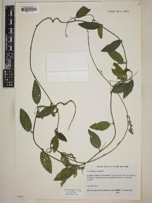 Convolvulus volubilis Link in Buch - 001011469