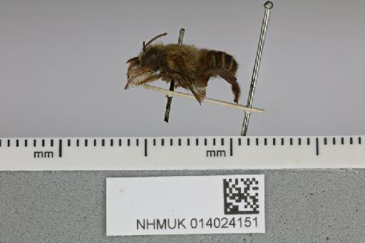 Megachile (Pseudocentron) barbatula Smith, F., 1879 - 014024151__-