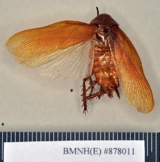 Pseudoderopeltis inermis Princis, 1963 - Pseudoderopeltis inermis Princis, 1963, male, holotype, dorsal. Photographer: Heidi Hopkins. BMNH(E)#878011