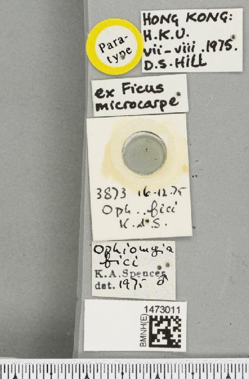 Ophiomyia fici Spencer, 1976 - BMNHE_1473011_label_47395