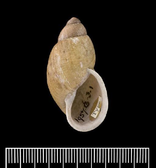 Bulimus taquinensis Pfeiffer, 1855 - Bulimus taquinensis - LECTOTYPE - apertural view - 1957.6.3.1