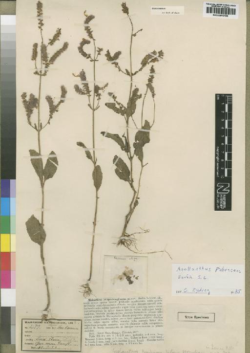 Aeollanthus pubescens Benth. - BM000910134