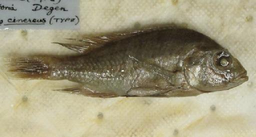 Paratilapia cinerea Boulenger, 1906 - BMNH 1906.5.30.292, HOLOTYPE, Paratilapia cinerea b