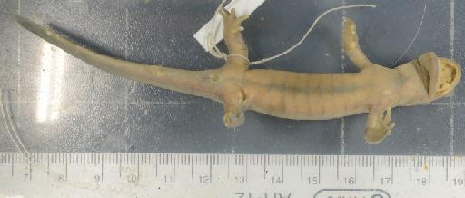 Hynobius lichenatus - 1946.9.6.52-pic2