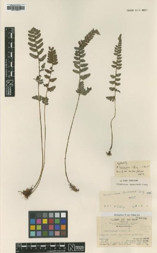 Polystichum hainanense Ching - BM001048725