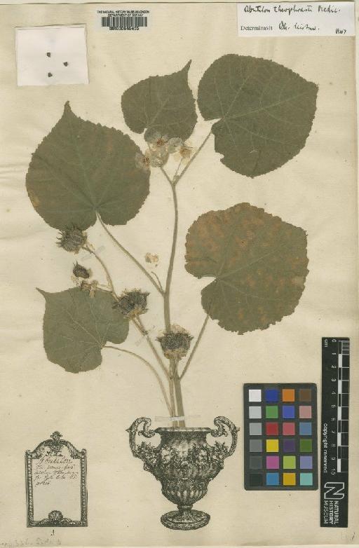 Sida abutilon L. - BM000646455