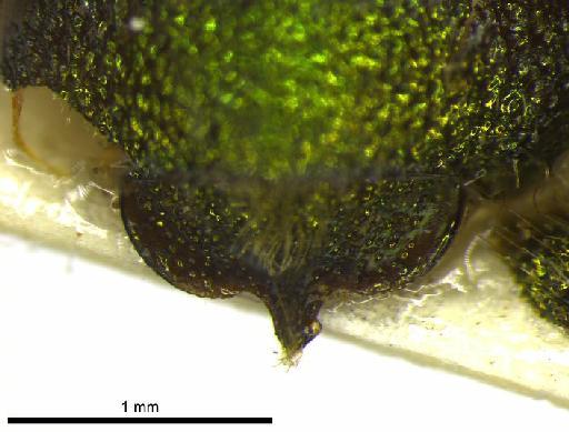 Ceratina (Calloceratina) rufipes Smith, F., 1879 - 969505 Ceratina rufipes type tergite 7