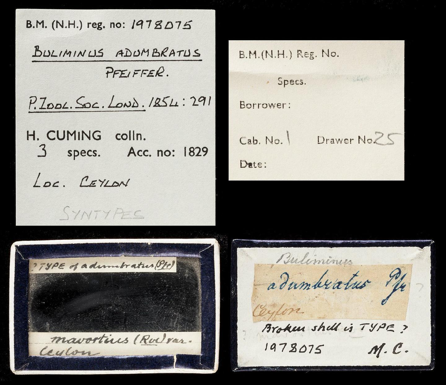 To NHMUK collection (Bulimus adumbratus Pfeiffer, 1855; SYNTYPE(S); NHMUK:ecatalogue:3508209)