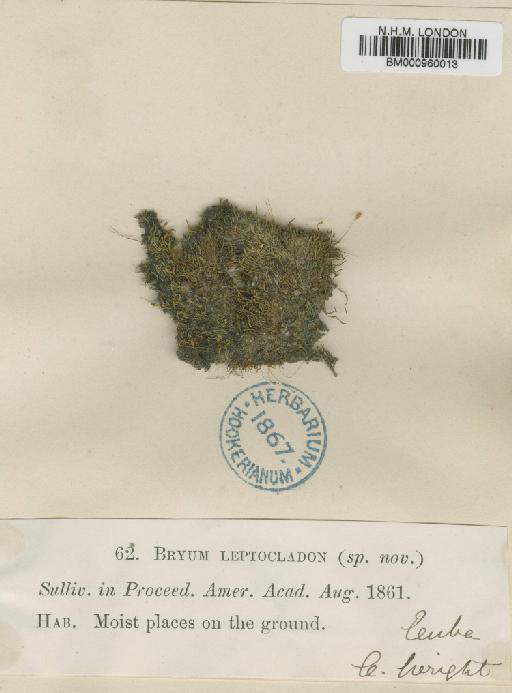 Bryum leptocladon Sull. - BM000960013