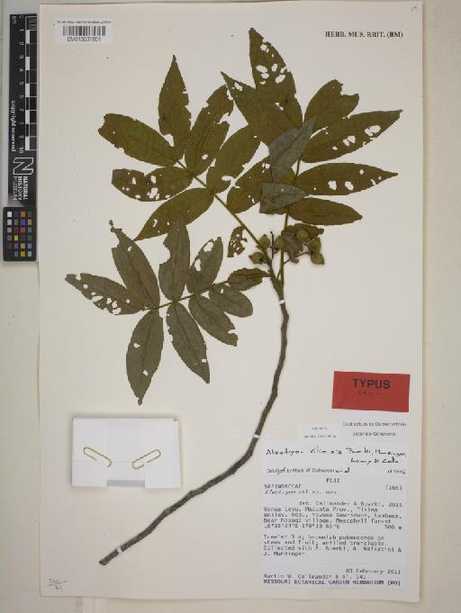 Alectryon vitiensis Buerki, Lowry, Munzinger & Callm. - 013837851