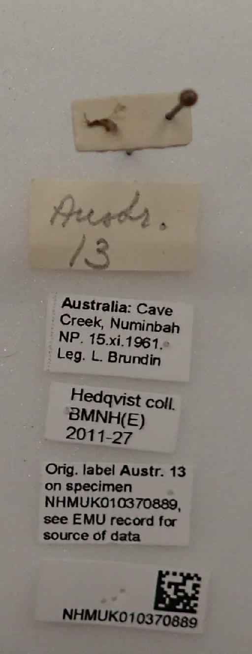 Pleistodontes Saunders, 1882 - Austr 13 010370889 labels