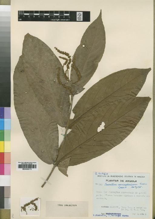 Combretum carringtonianum Exell & J.G.García - BM000902173