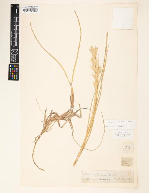 Agropyron distichum (Thunb.) P.Beauv. - 000094256