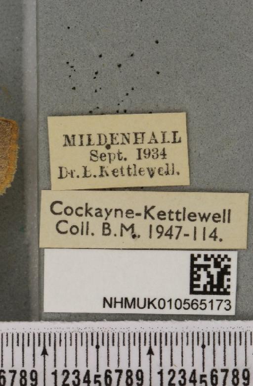 Cirrhia ocellaris (Borkhausen, 1792) - NHMUK_010565173_label_622755