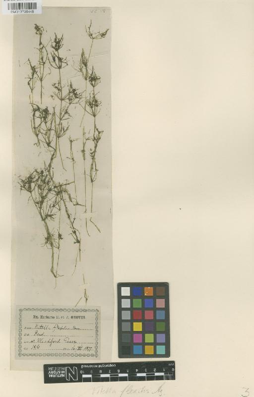 Nitella flexilis (L.) C.Agardh - sheet
