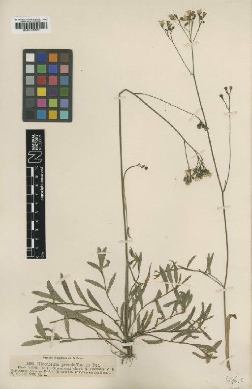 Hieracium bauhini subsp. empodistum Nägeli & Peter - BM001047543
