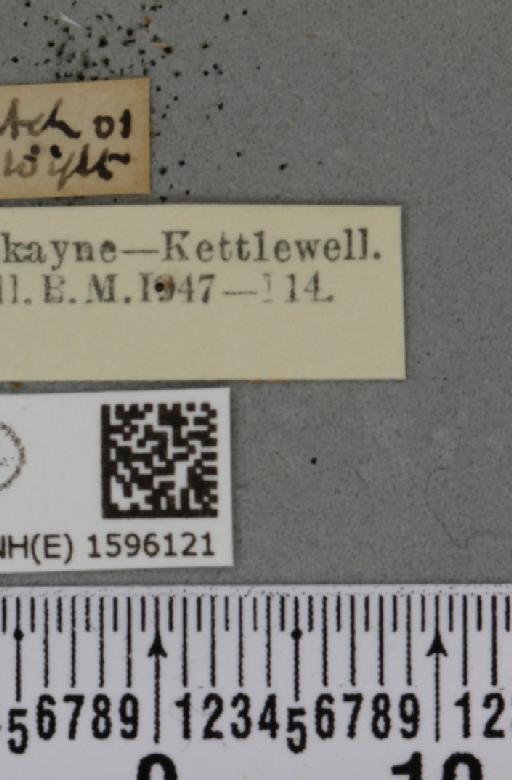 Idaea humiliata (Hufnagel, 1767) - BMNHE_1596121_label_262158
