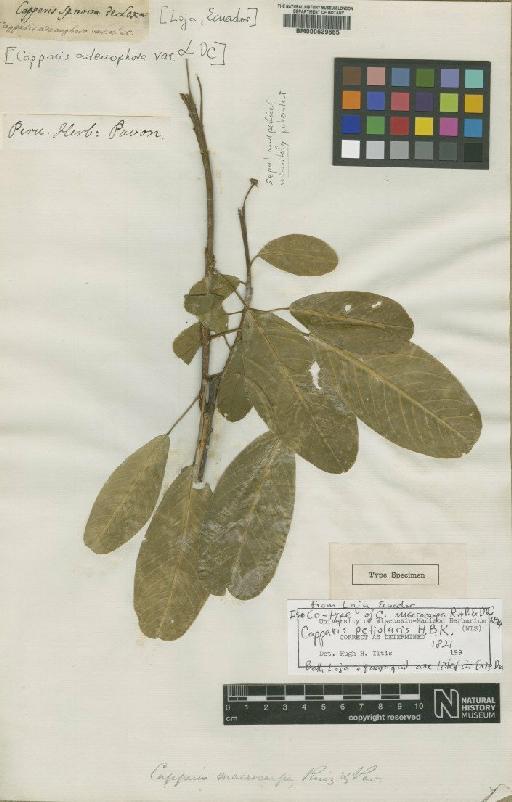 Capparis petiolaris Kunth - BM000629665