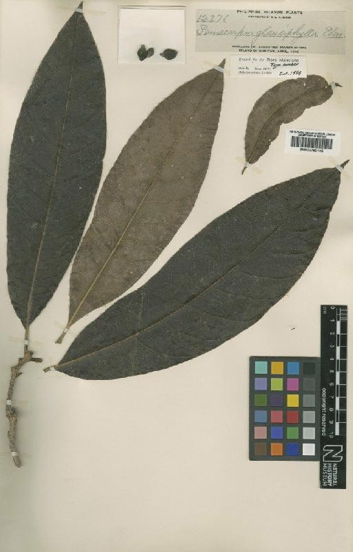 Semecarpus glauciphyllus Elmer - BM000793145