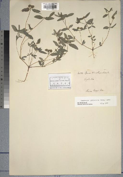Chamaesyce ophthalmica (Pers.) D.G.Burch - Spruce - BM000777917