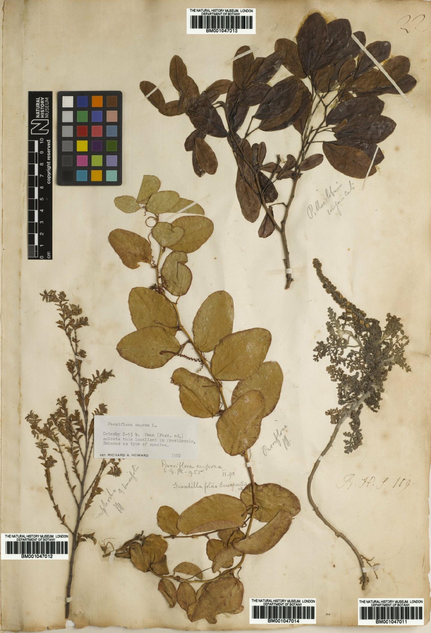 To NHMUK collection (Ambrosia psilostachya DC.; NHMUK:ecatalogue:2734484)