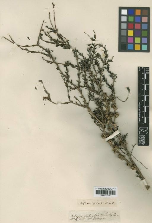 Melaleuca undulata Benth. - BM001015141