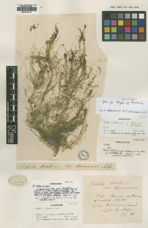 Nitella hookeri A.Braun - BM000904704