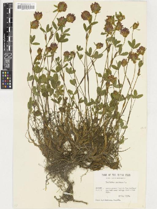 Trifolium pratense L. - BM001036711