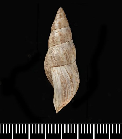 Helix lophoica A.D.Orb., 1835 - Helix lophoica d'Orbigny, 1835 - SYNTYPES - 1854.12.4.135