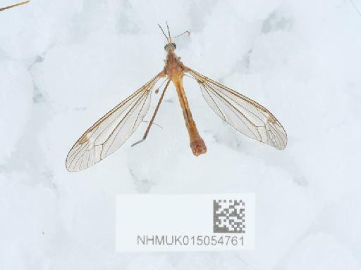 Tipula (Lunatipula) valida Loew - 015054761_1