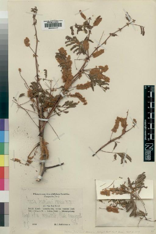 Acacia goetzei var. microphylla Brenan - BM000842127