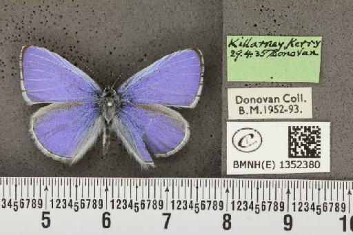 Celastrina argiolus britanna (Verity, 1919) - BMNHE_1352380_145540