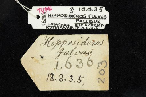 Hipposideros fulvus pallidus Andersen, 1918 - 1918_8_3_5-Hipposideros_fulvus_pallidus-Type-Skull-label