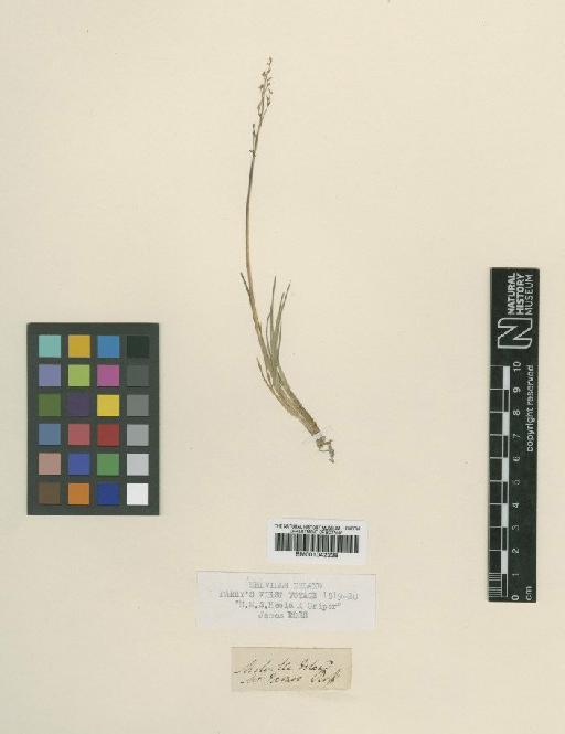 Puccinellia angustata (R.Br.) E.L.Rand & Redfield - BM001042238