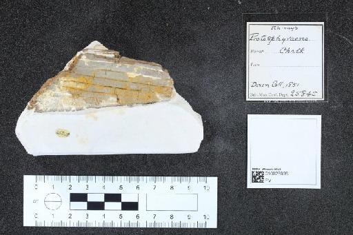 Protosphyraena Leidy, 1857 - 010025926_L010097570