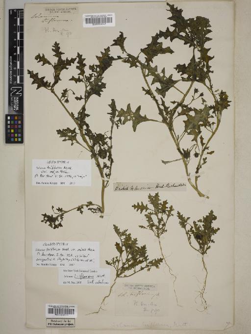 Solanum triflorum Nutt. - BM000934745